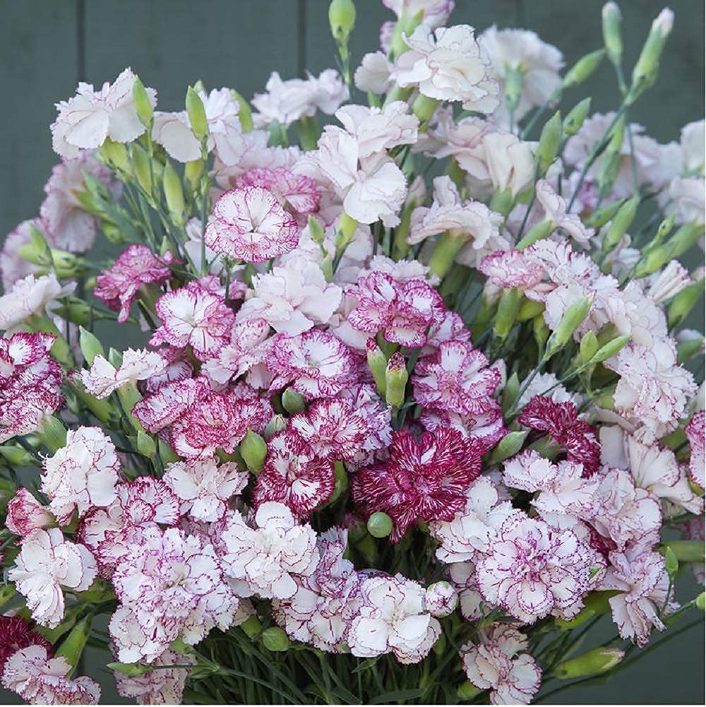 David's Garden Seeds Flower Dianthus Chabaud Benigna - 100 Non-GMO Heirloom Seeds for Planting - Fragrant Cut Flowers for Bouquets, Gardens & Landscaping