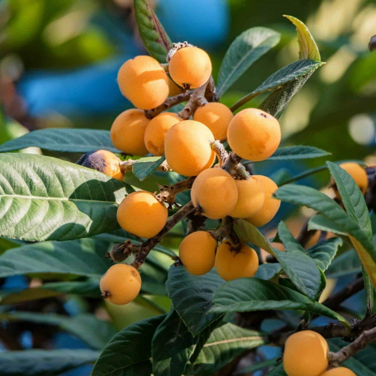 Yunakesa Large Loquat Tropical Live Fruit Tree 36-48 Inches Tall - Fresh Homegrown Eriobotrya Japonica Plant for Garden, Patio, or Indoor Decor