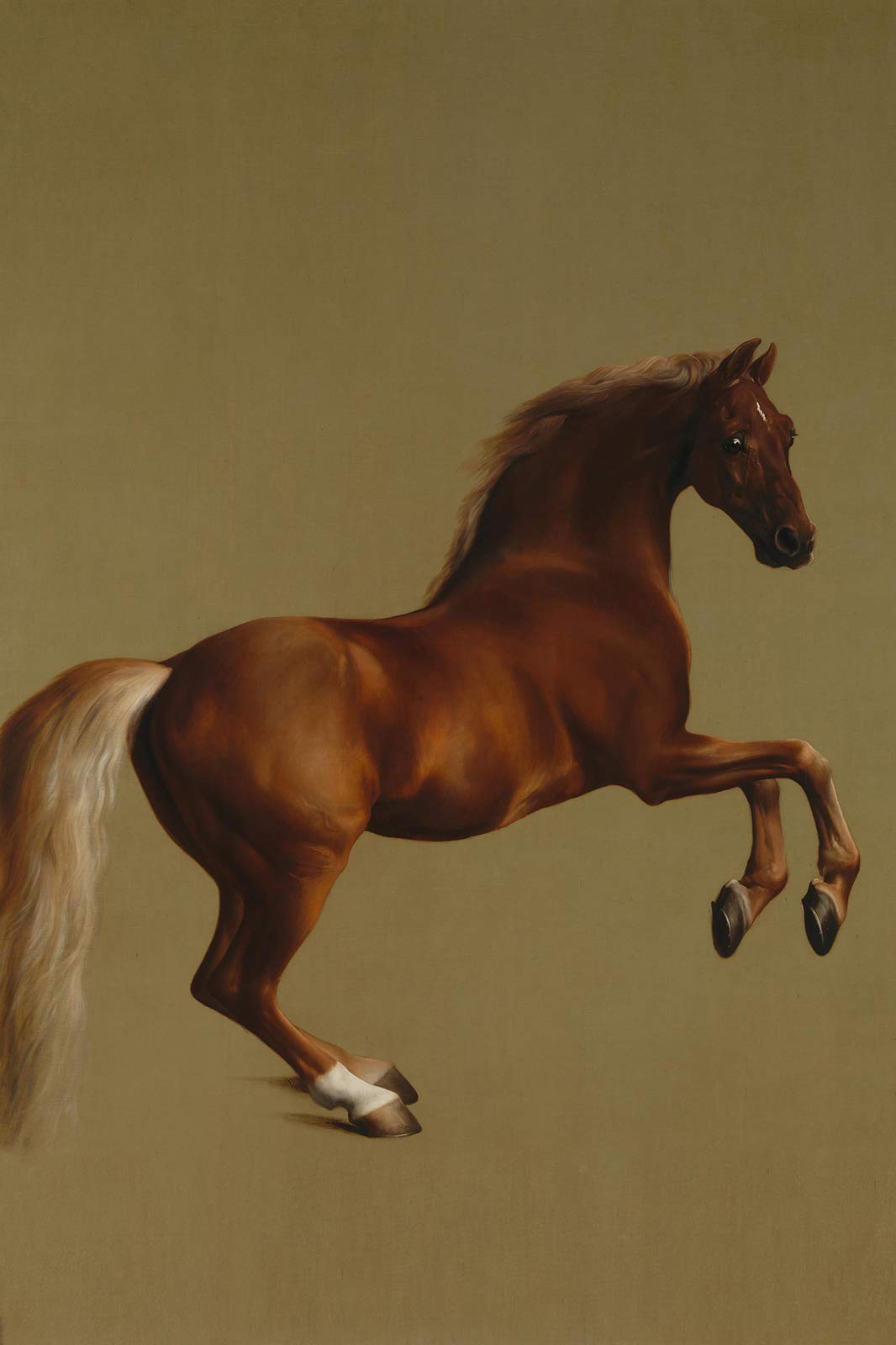 George Stubbs Whistlejacket Painting Art Print Poster - A3 Size (29.7x42cm) - Fine Art Reproduction for Home & Office Wall Decor - Perfect Gift for Horse Lovers & Equestrian Enthusiasts - Ideal for Living Room, Bedroom or Study Decor