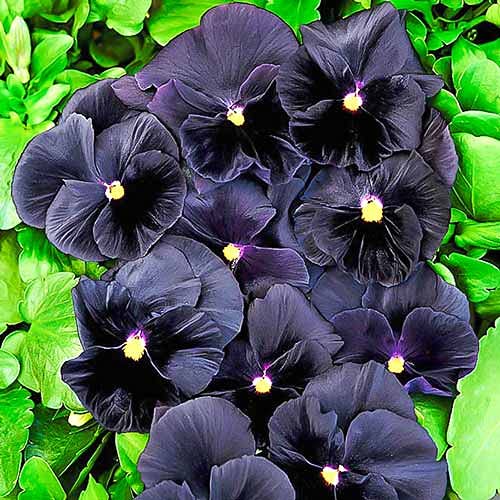 40+ Black Pansy Clear Crystals Viola Wittrockiana Seeds - Unique Long Flowering Plant for Garden, Balcony & Landscaping | Easy to Grow Perennial Flowers for Home Decor & Outdoor Planting