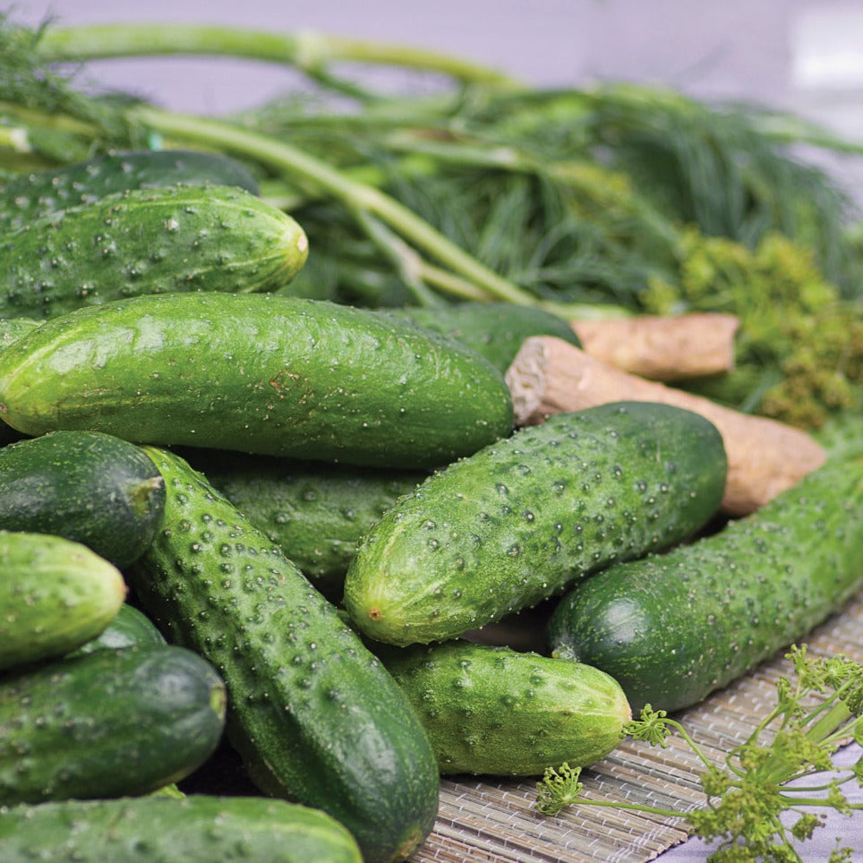Organic Pickling Cucumber Seeds for Home Garden - Crisp & Flavorful for Homemade Pickles, Salads & Snacking