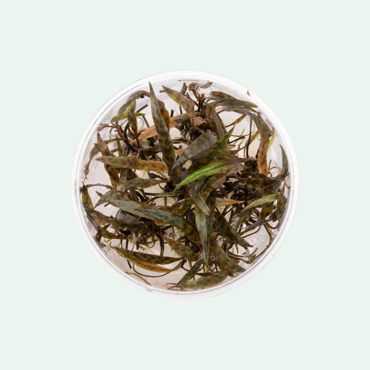 Cryptocoryne Nurii Live Aquarium Plant - Rare Aquatic Plant for Fish Tanks & Aquascaping | Perfect for Freshwater Aquariums, Shrimp Tanks & Planted Tanks