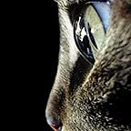 Cat Face