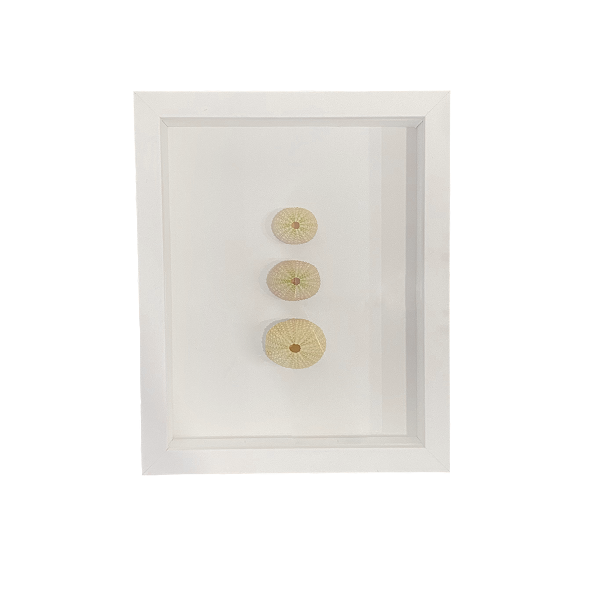 Beautiful Framed Sea Urchins for Home Decor - Perfect for Beach House, Coastal Style, and Ocean-Themed Interior Design