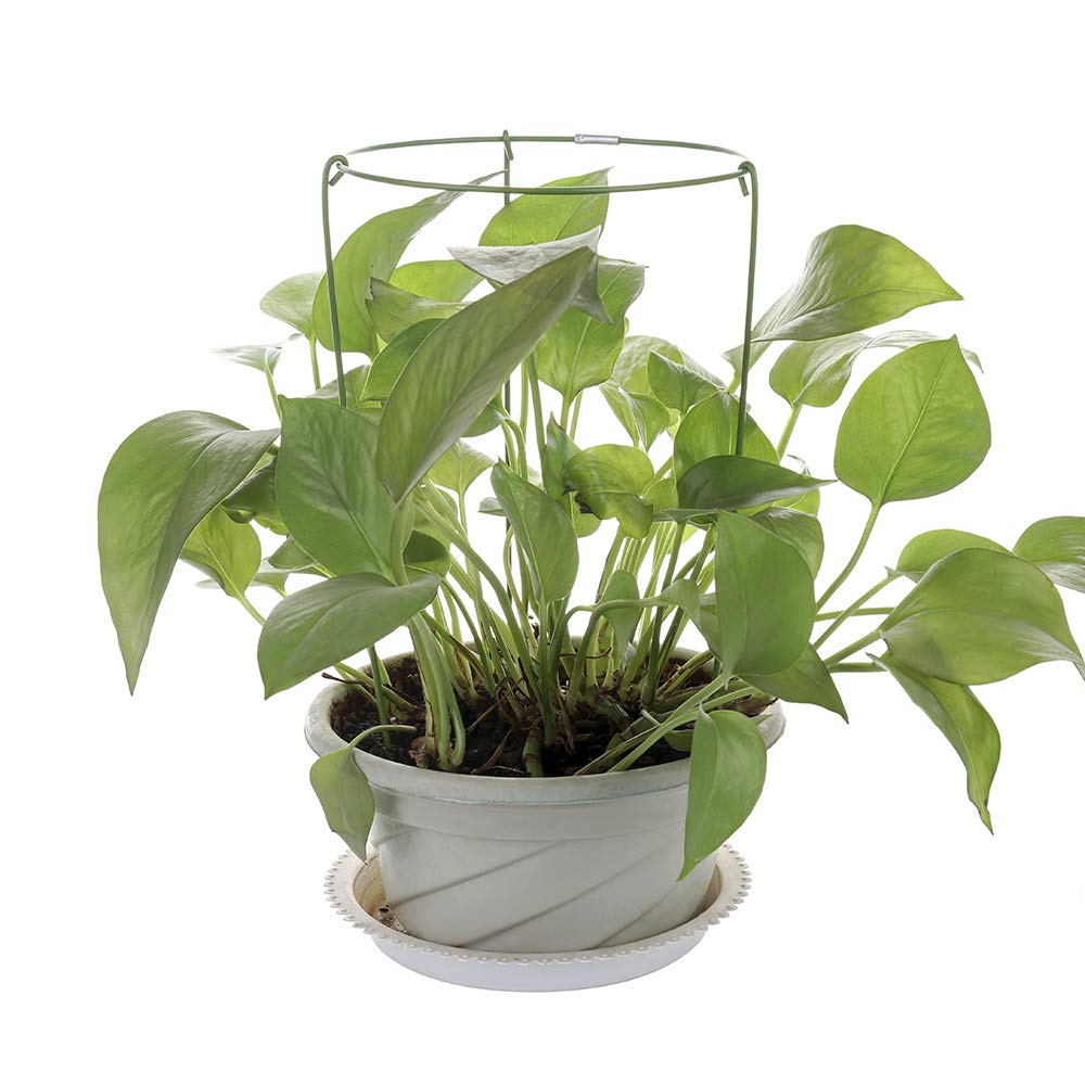 Firlar 3-Pack Climbing Plant Support Stakes - Adjustable Flower Cage Garden Trellis & Single Hoop Stand for Mini Indoor Potted Plants | Perfect for Vining Flowers, Tomatoes, Peas in Small Pots & Containers