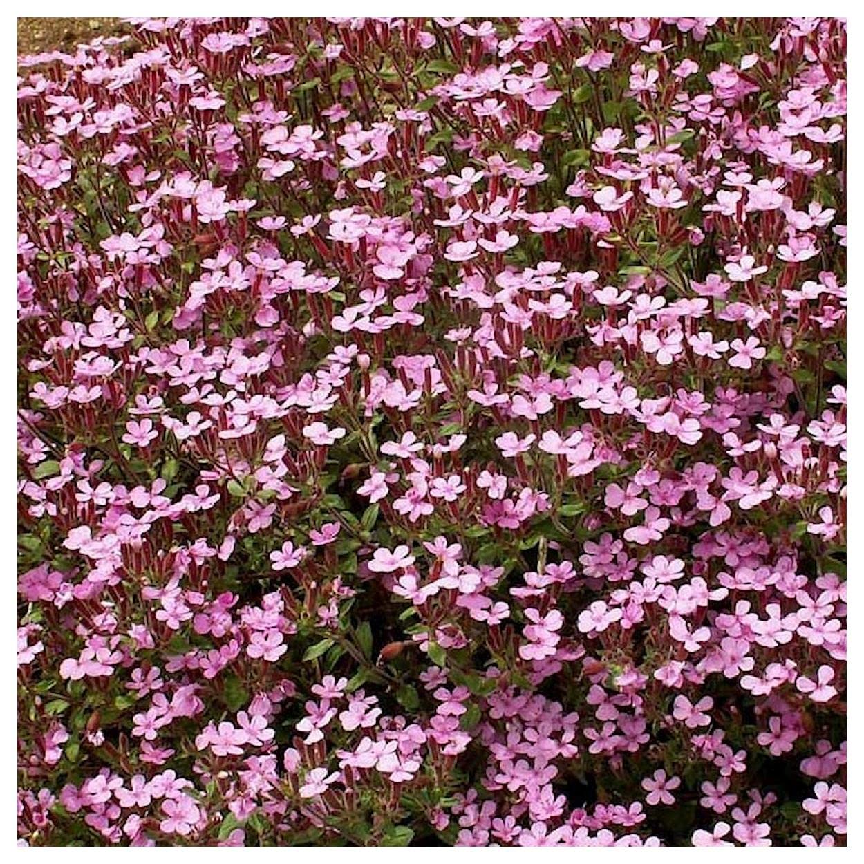 Everwilde Farms - 1 Lb Soapwort Wildflower Seeds (Saponaria officinalis) - Gold Vault Packaging - Perfect for Natural Soap Making, Pollinator Gardens & Landscaping