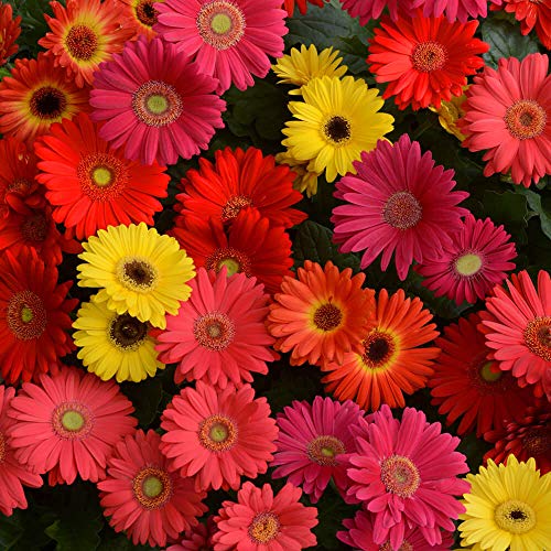 Colorbloom Mix