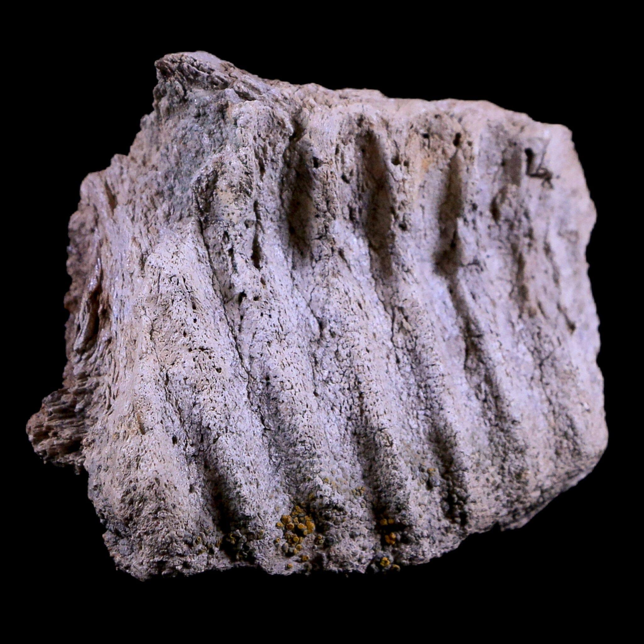 Authentic Gryposaurus Fossil Jaw Maxilla Bone - Duck-Billed Dinosaur Fossil from Judith River Formation, Montana - Includes COA - Perfect for Paleontology Collections, Educational Displays & Dinosaur Enthusiasts