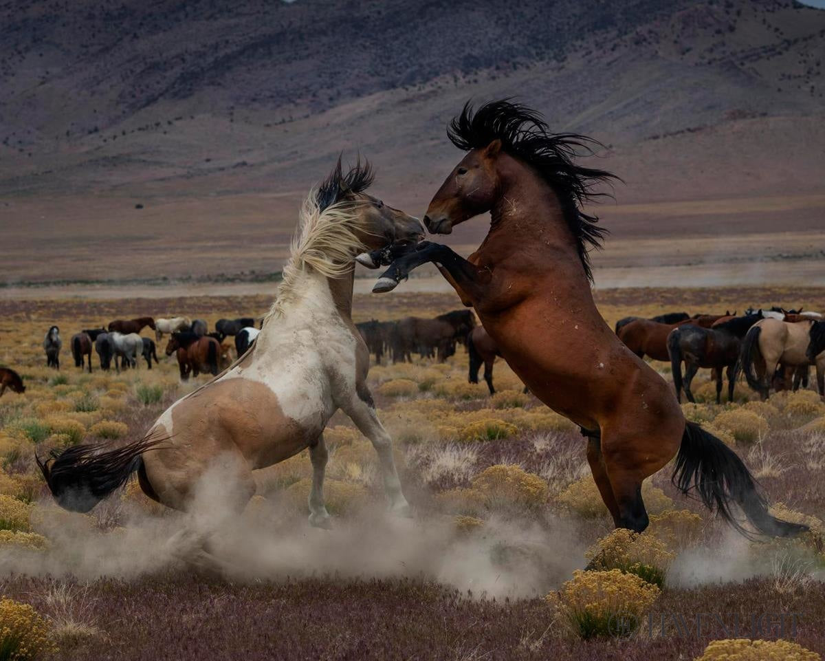 Desert Duel 5 by Greg Sargent - Western Action Novel - Perfect for Book Clubs & Cowboy Adventure Fans