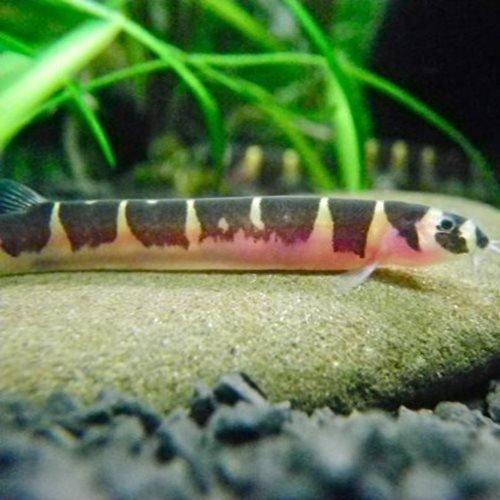 Pangio Kuhli Kuhli Loach - Live Freshwater Fish for Aquariums | Perfect for Community Tanks & Tropical Fish Setups