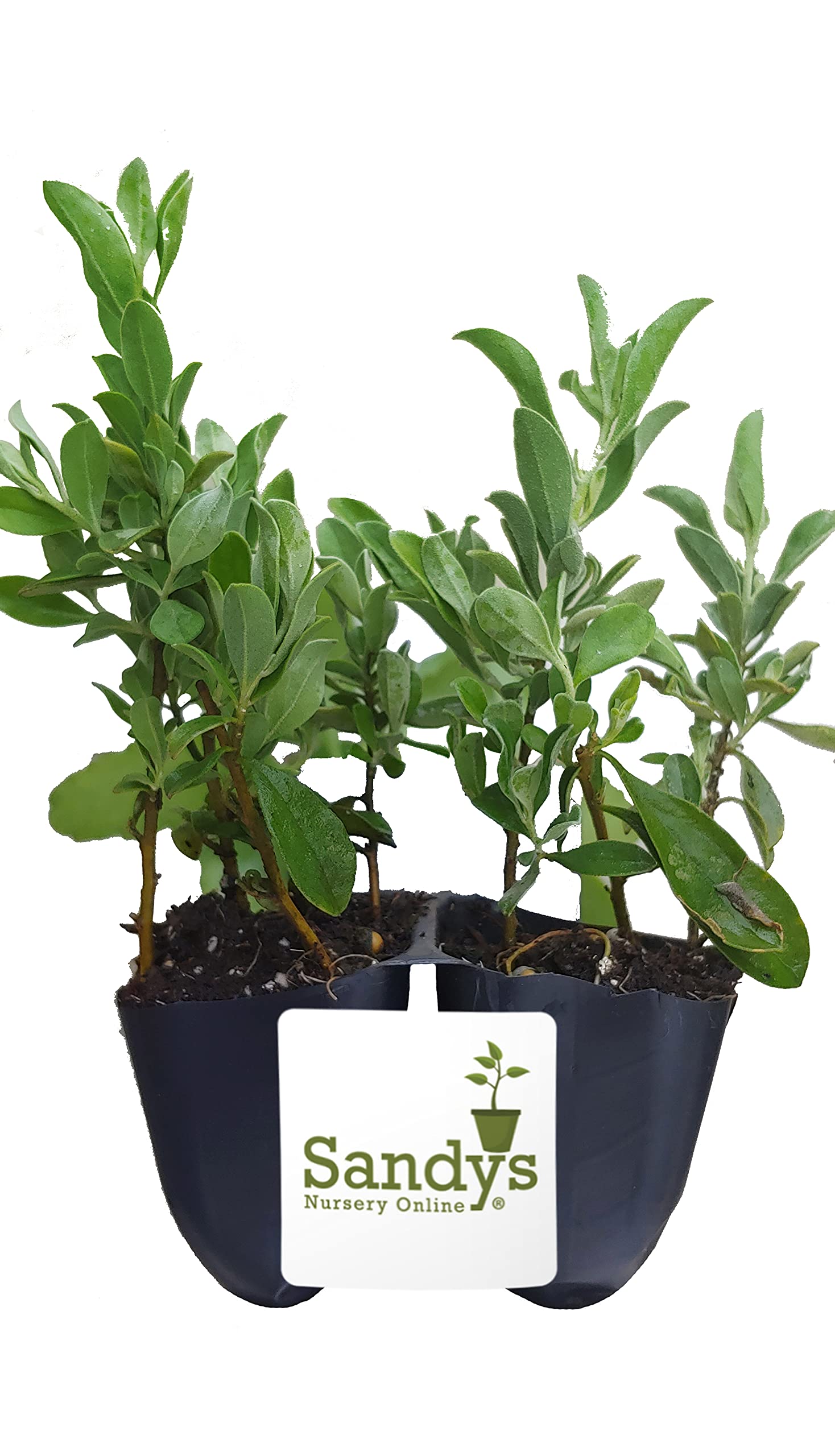 Texas Sage (Leucophyllum frutescens) - Drought-Tolerant Live Starter Plants (12 Pack) for Xeriscaping, Desert Gardens & Landscaping