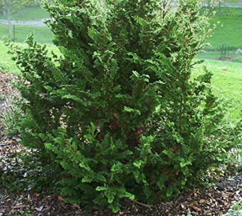 Fernspray Hinoki Cypress Live Plant - 3 Gallon Pot - Evergreen Landscape Tree for Zen Gardens, Privacy Screening & Outdoor Decor