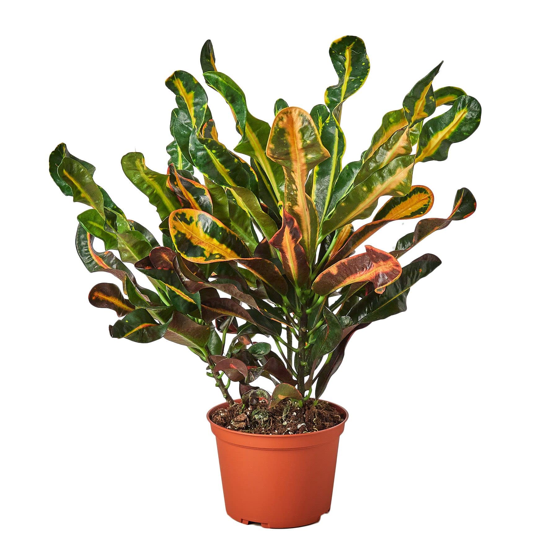 Croton Mammy Live Indoor Plant - 4'' & 6'' Potted Houseplant for Home & Office Decor | Codiaeum Variegatum | Perfect for Living Room, Desk, Bathroom & Indoor Gardening
