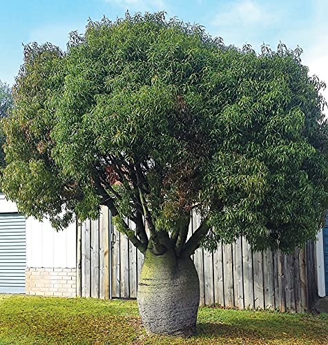 Brachychiton Rupestris - Queensland Bottle Tree Live Plant in 3 Gallon Pot | Rare Ornamental Tree for Landscaping & Drought-Tolerant Gardens | Perfect for Xeriscaping and Unique Home Decor