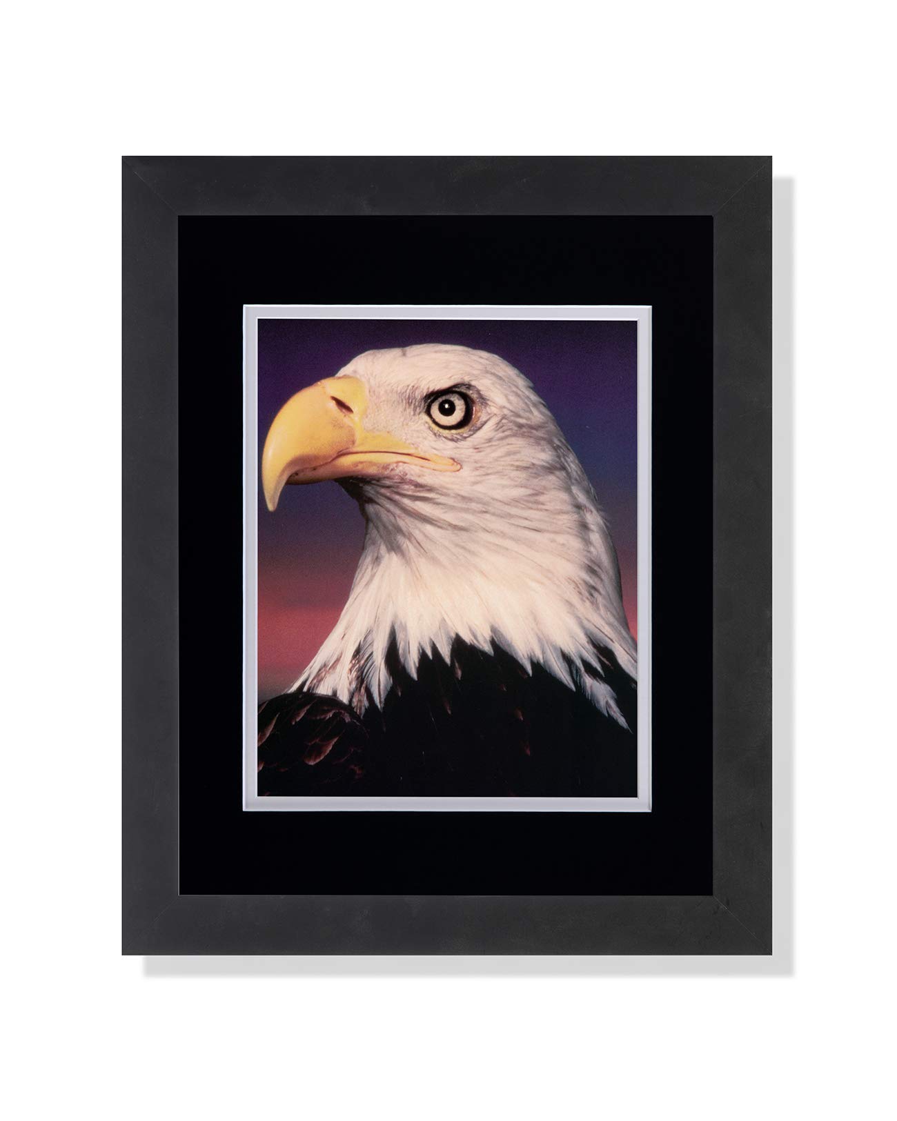 American Bald Eagle Close-Up Head Shot - Black & White Framed Wall Art Print - Perfect for Home, Office & Wildlife Decor