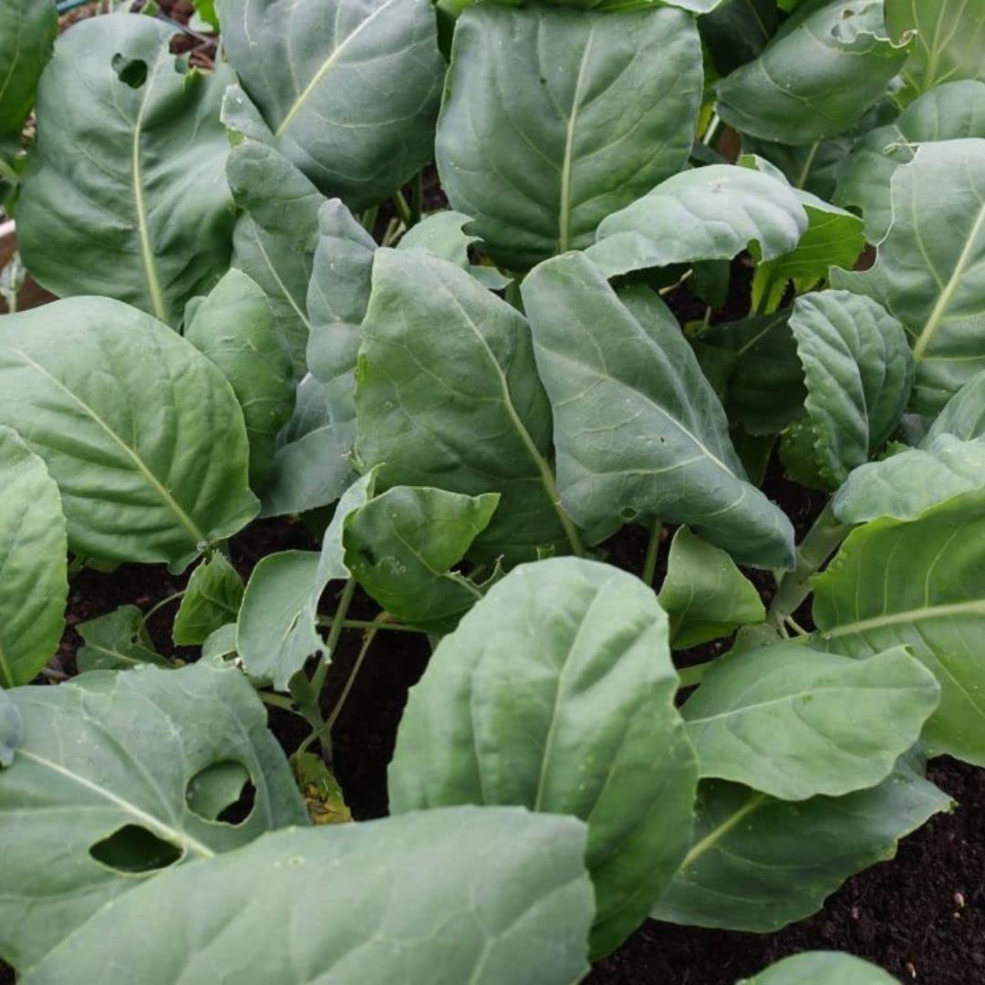 Chinese Broccoli Seeds - 1000 Open Pollinated Kai Lan/Gai Lan (Brassica Alboglabra) for Home Gardening & Asian Cooking