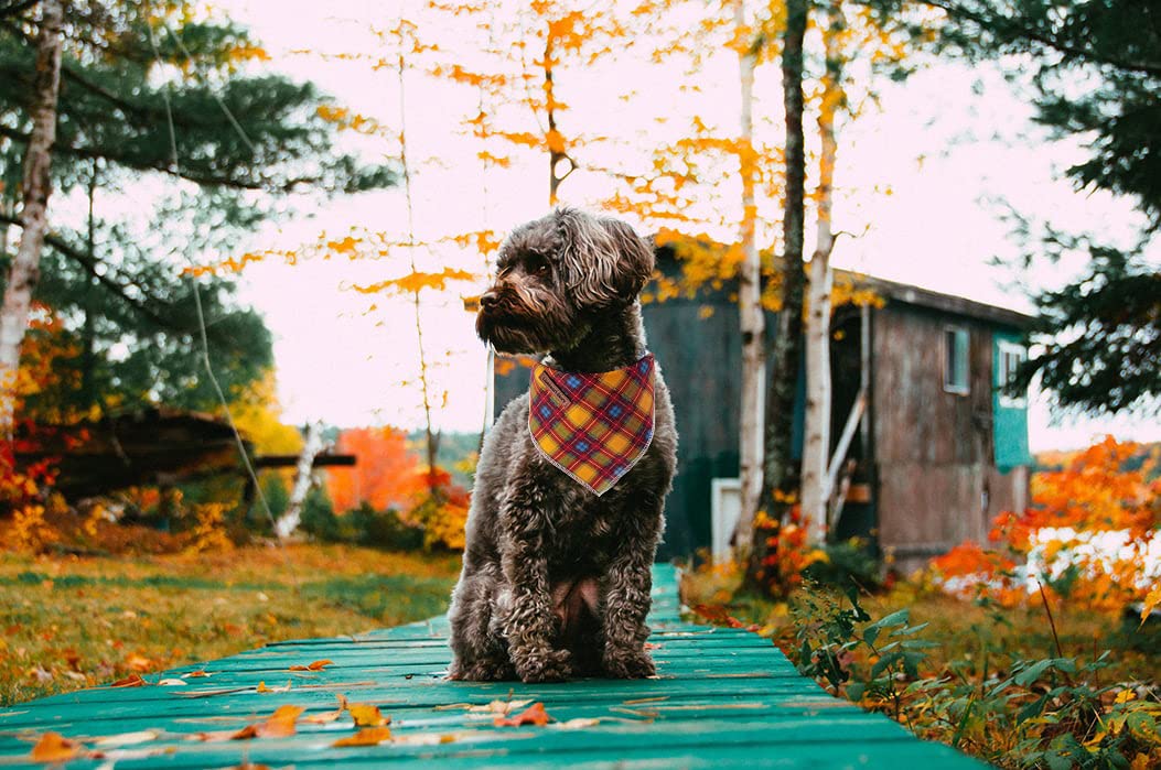 Lionheart Glory Dog Bandana - 1 Pack Washable Soft Cotton Plaid Scarf, Adjustable Kerchief for Small Dogs | Fall Fashion Pet Accessory for Walks, Photos & Special Occasions