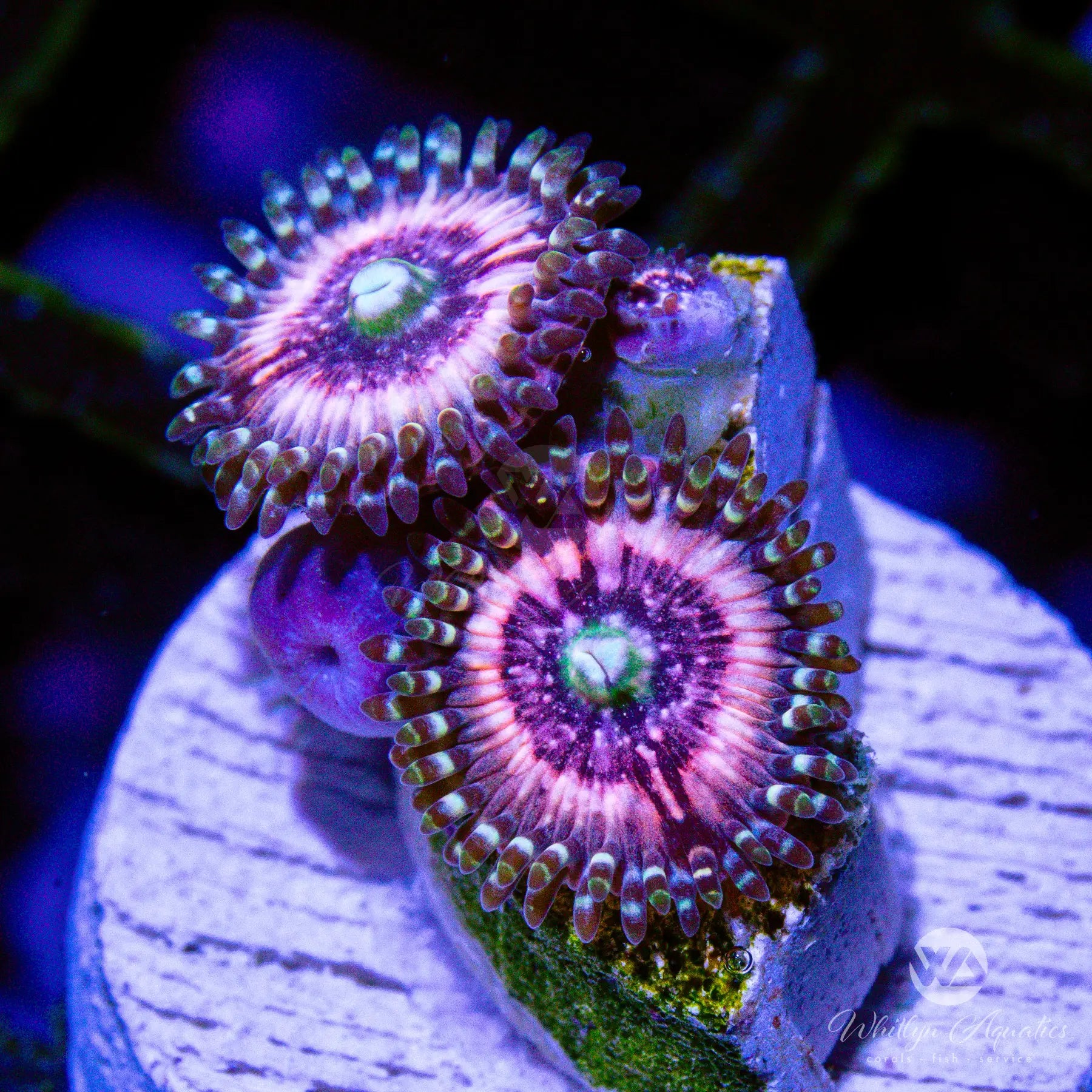D06 Pink Zipper Zoa WYSIWYG Coral - Premium Live Coral for Saltwater Aquariums | Perfect for Reef Tanks & Marine Displays