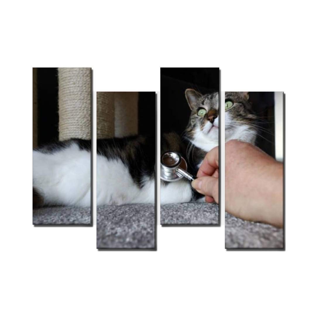 Wocatton Vet Home Visit - Cat Veterinary Examination Wall Art Canvas Print, Stretched & Framed - Perfect for Veterinary Clinics, Animal Lover Gifts & Home Decor