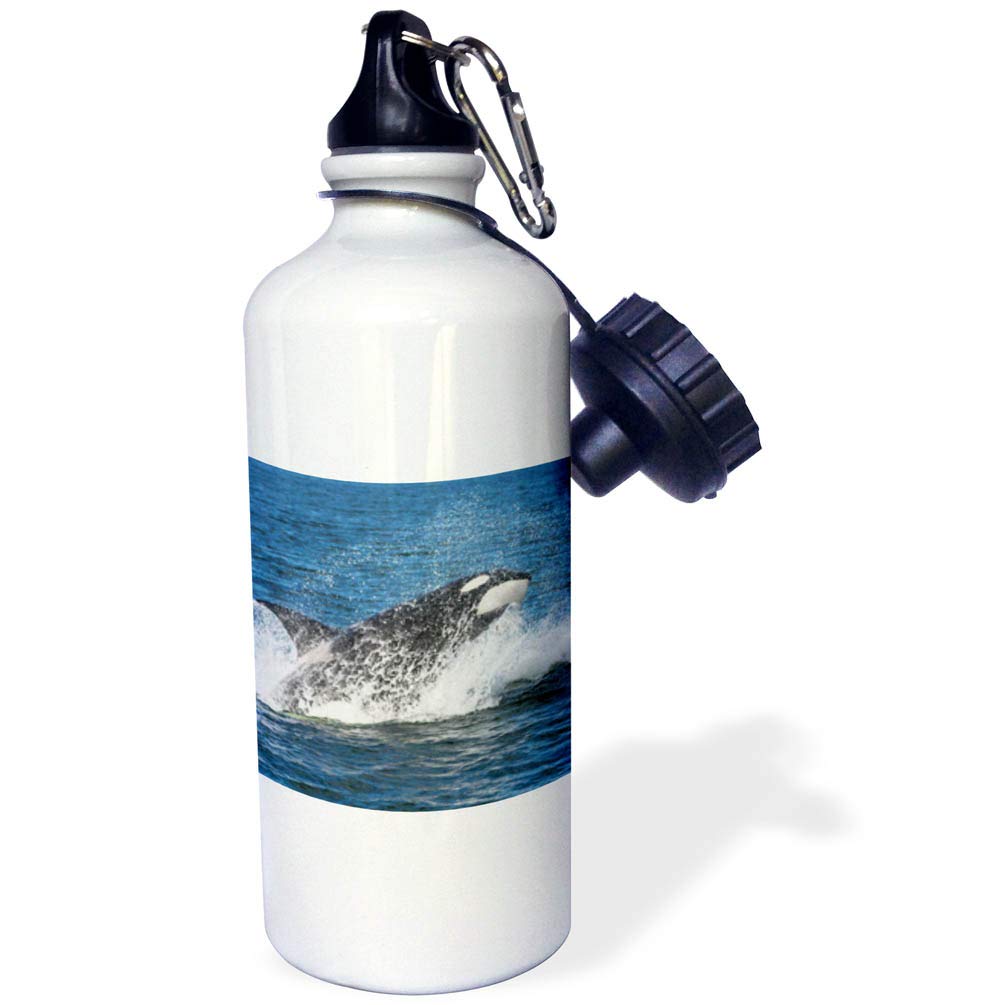 3D Rose Orca Whale Breaching Sports Water Bottle - 21 oz Insulated Stainless Steel Bottle with Leak-Proof Lid, Multicolored - Perfect for Gym, Hiking, Travel & Outdoor Activities