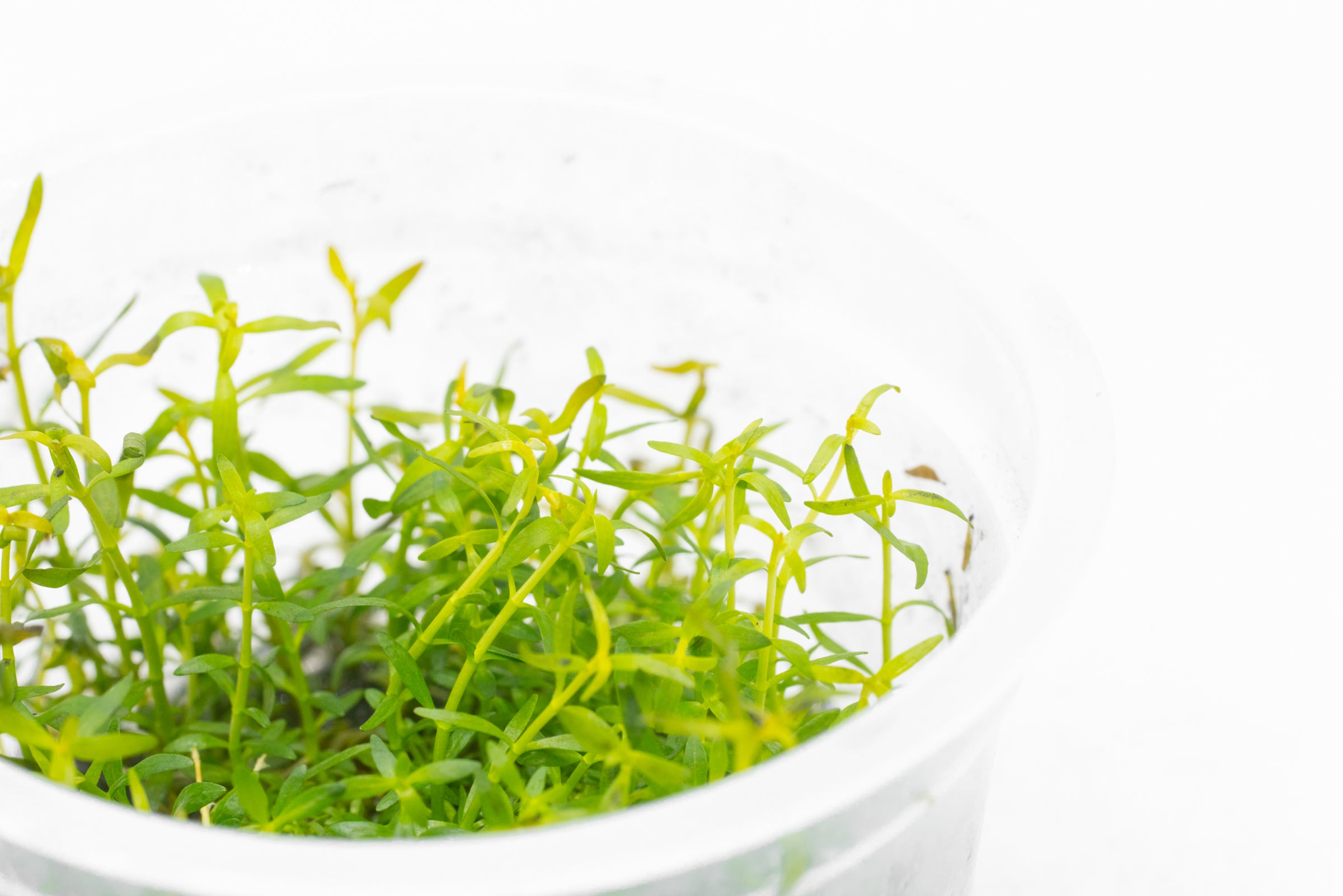 Ludwigia Arcuata Aquatic Plant for Aquariums - Live Freshwater Plant for Fish Tanks, Aquascaping & Aquatic Gardens - Perfect for Nano Tanks, Planted Aquariums & Underwater Landscapes