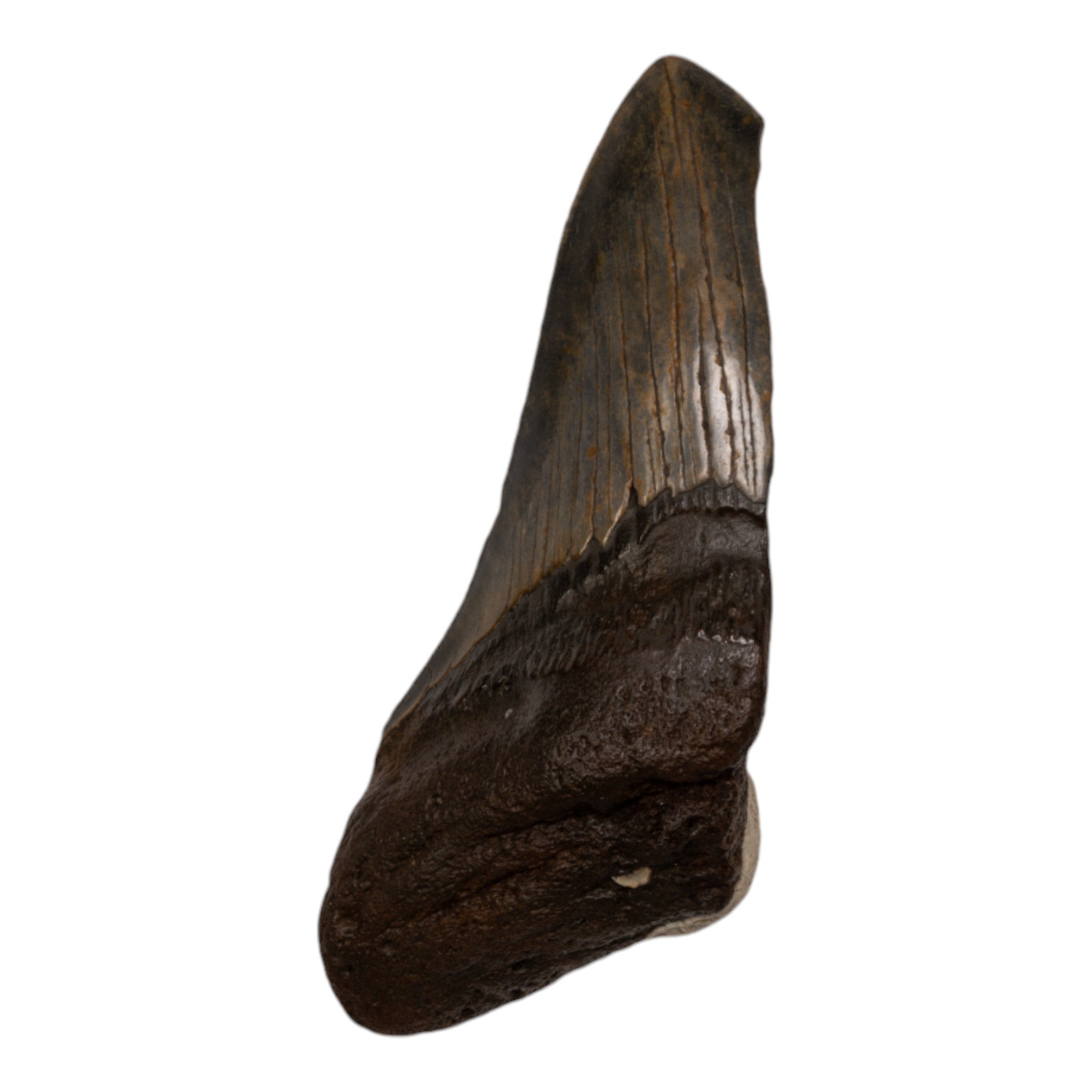 Authentic Megalodon Shark Tooth Fossil - Half Size - Perfect for Collectors, Jewelry Making & Educational Displays
