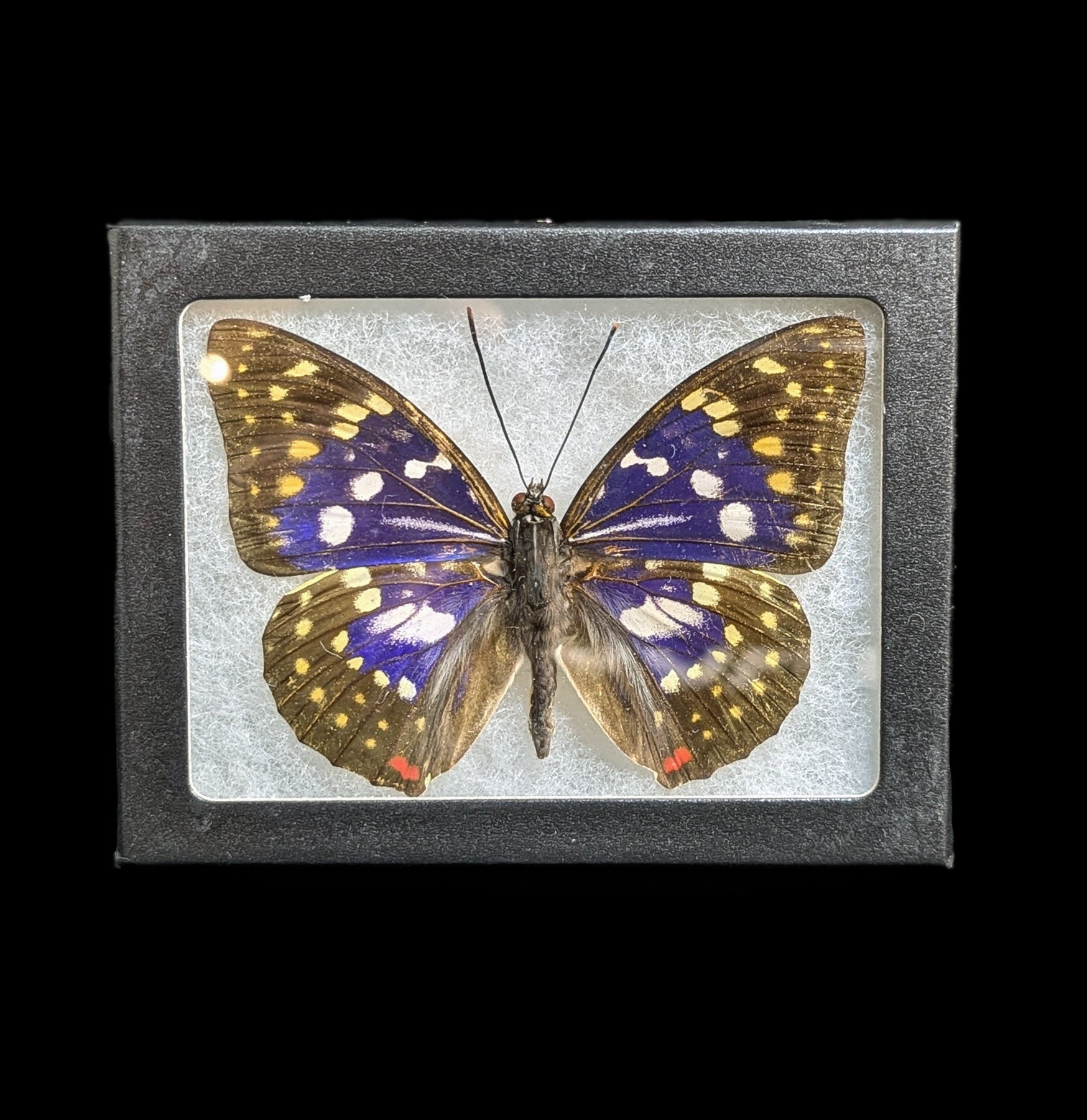 Mounted Sasakia Charonda Butterfly Specimen - Real Framed Butterfly Display for Home Decor, Entomology Collections & Gifts