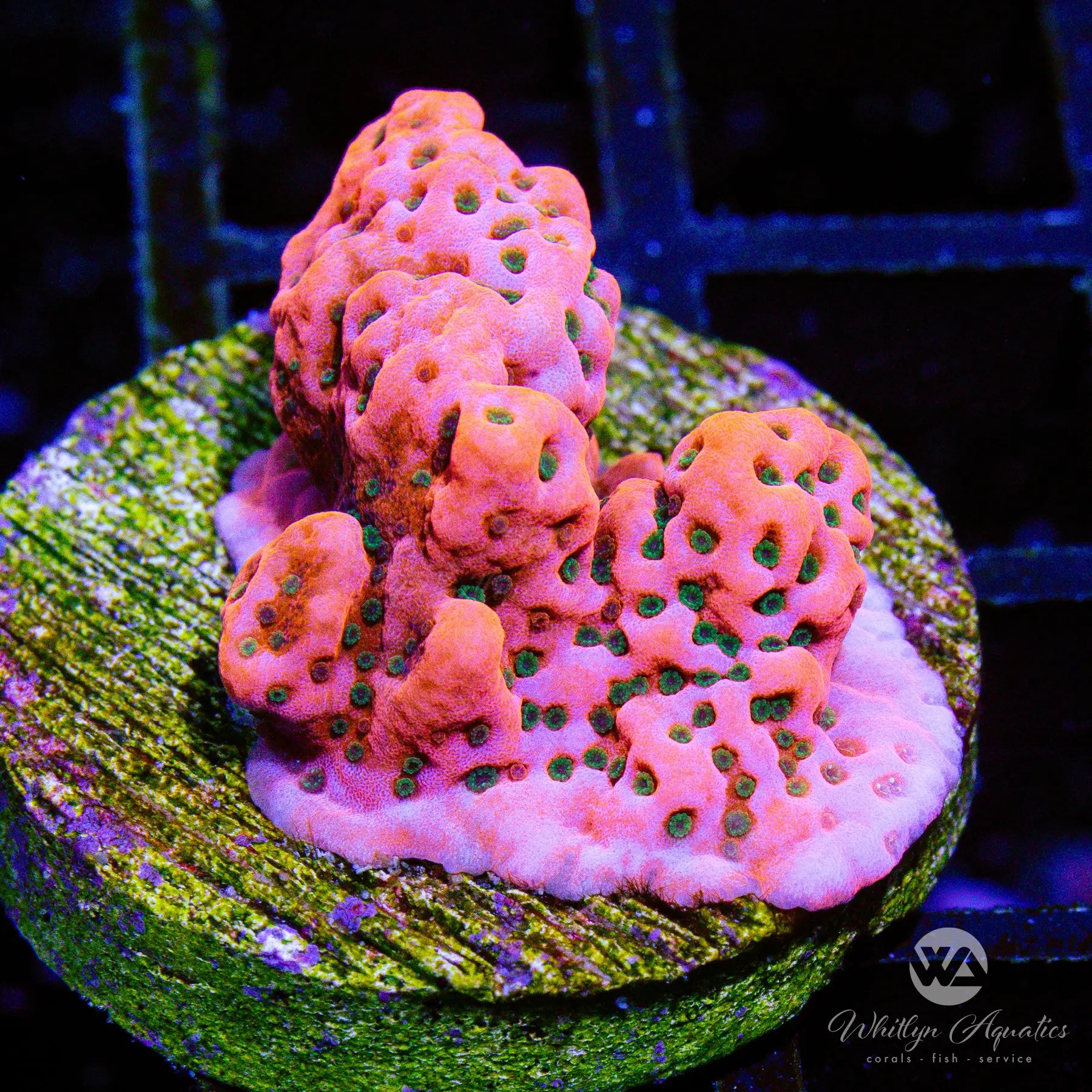 Premium A15 WA Cherry Tree Monti Coral - Live WYSIWYG Frag for Saltwater Reef Aquariums | Perfect for Nano Tanks & Coral Propagation