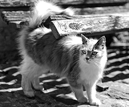 20x30 Inch Tuscany Black and White Cat Laminated Poster - Vibrant Colors, High-Quality Print - Perfect for Living Room, Bedroom, or Office Wall Decor