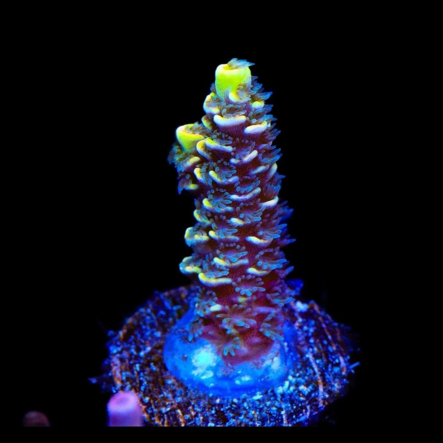 BkChem Froot Loops Acropora Coral - Colorful Saltwater Aquarium Coral for Reef Tanks | Perfect for Marine Aquascaping and Coral Propagation