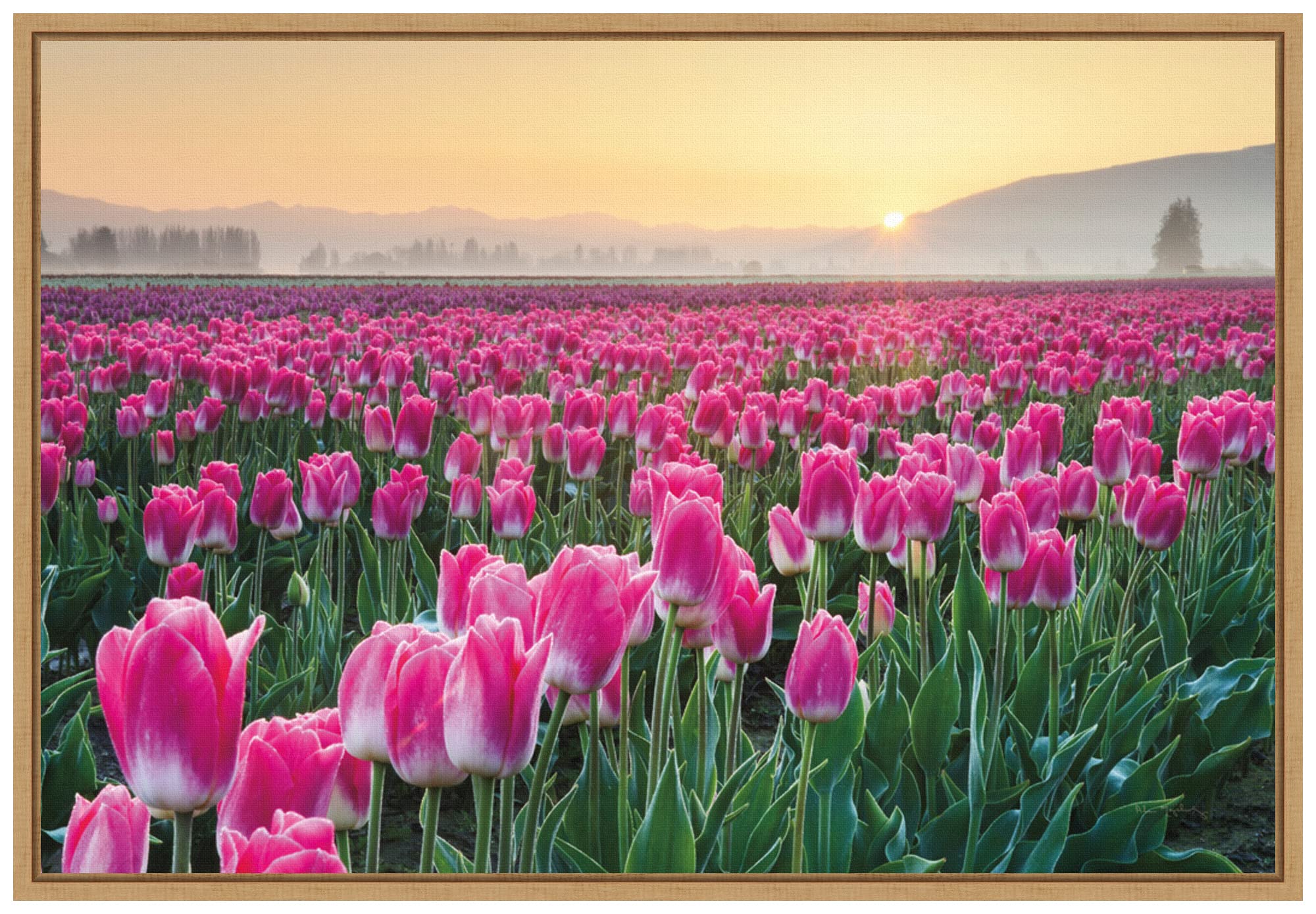 Amanti Art Framed Canvas Wall Art Print - Skagit Valley Tulips I by Alan Majchrowicz, 23x16 Inches, Sylvie Maple Frame - Perfect for Living Room, Bedroom & Office Decor