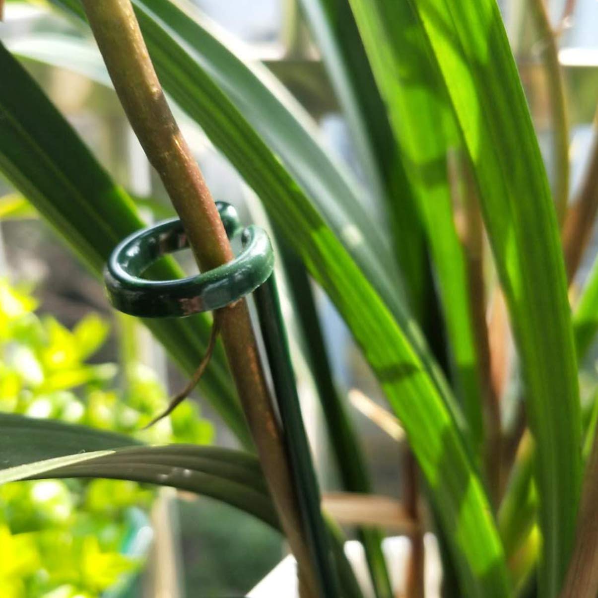 6-Pack Cabilock Garden Plant Support Stakes - Sturdy Single Stem Support Rings for Gladiolus, Iris, Dahlia, Amaryllis & Peony Flowers | Perfect for Outdoor Gardening, Flower Beds & Backyard Landscaping