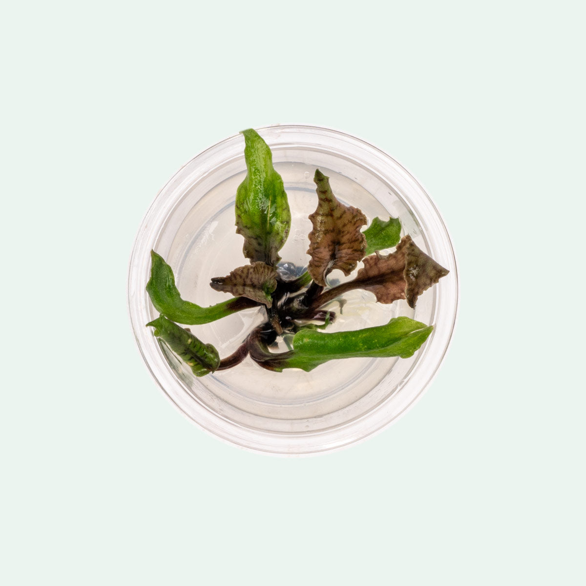 Cryptocoryne Schulzei Live Aquarium Plant - Easy Low Light Aquatic Plant for Fish Tanks, Aquascaping & Freshwater Aquariums