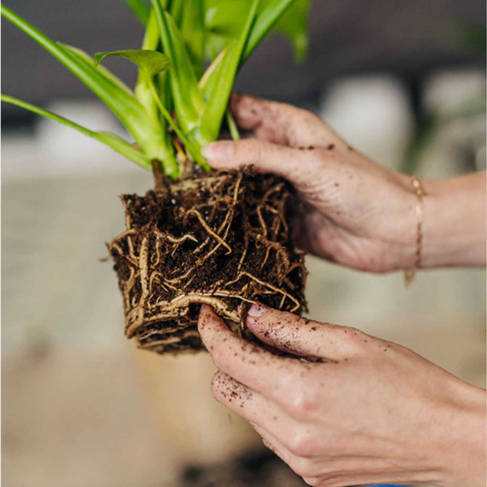 Organic Peat Moss for Plants - Soil Amendment & Carnivorous Plant Media (1qt) - Perfect for Gardening & Root Enrichment
