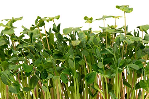 Premium Heirloom Salad Mix Microgreens Seeds for Planting - 300+ Non-GMO Seeds with 85-90% Germination Rate by Isla's Garden Seeds - Indoor & Outdoor Gardening, Perfect for Homegrown Salads & Healthy Eating