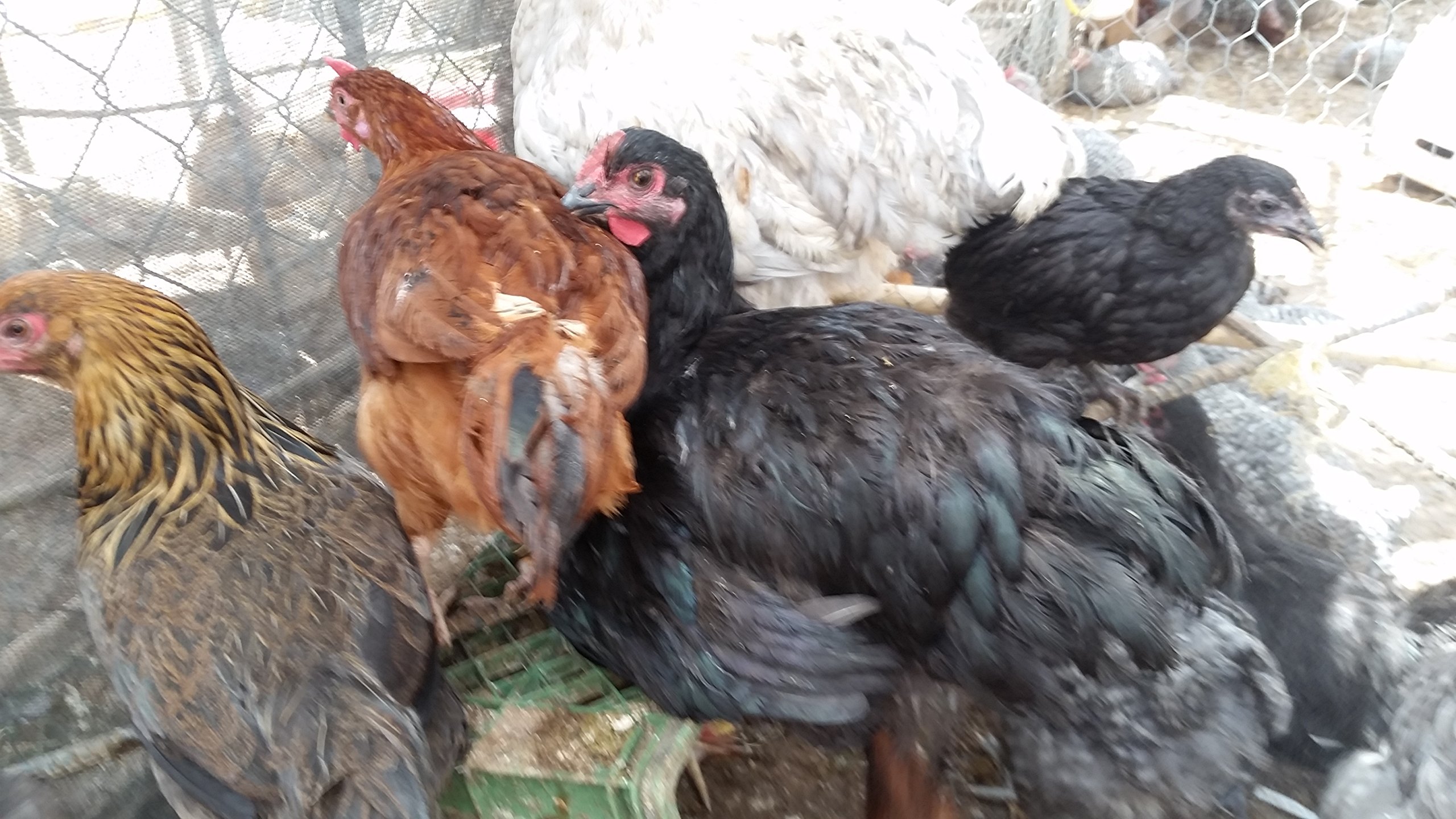 6 Fertile Chicken Hatching Eggs for Backyard Farming & Homesteading | Fresh Poultry Breeding Eggs for Incubation