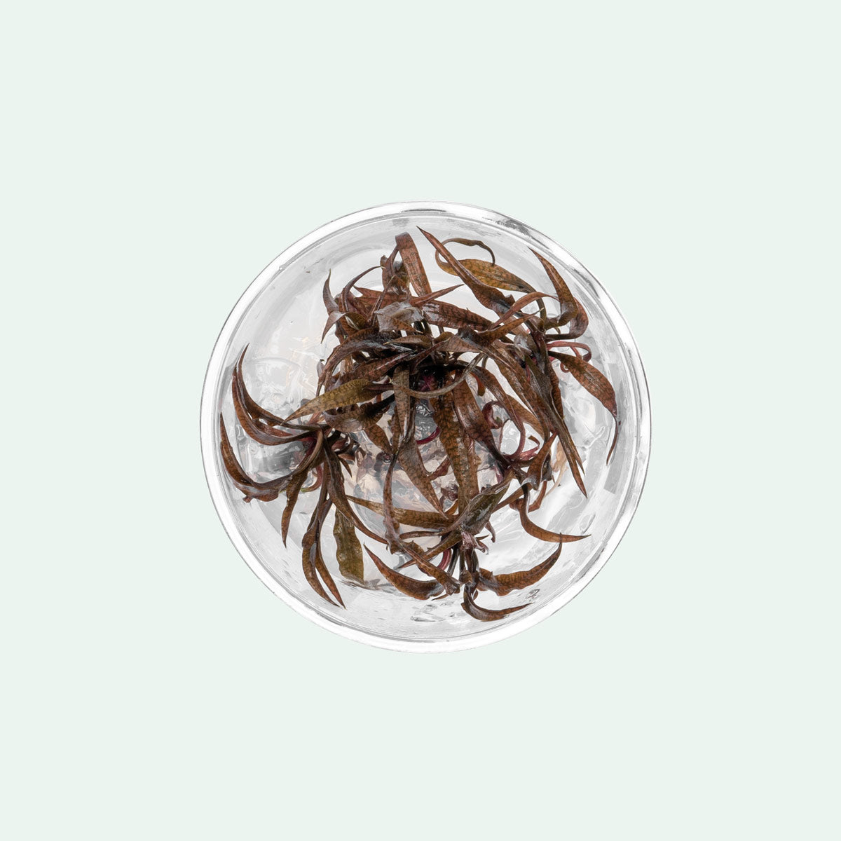 Cryptocoryne Spiralis Red Tissue Culture - Live Aquarium Plant for Fish Tanks, Aquascaping & Low-Tech Planted Aquariums