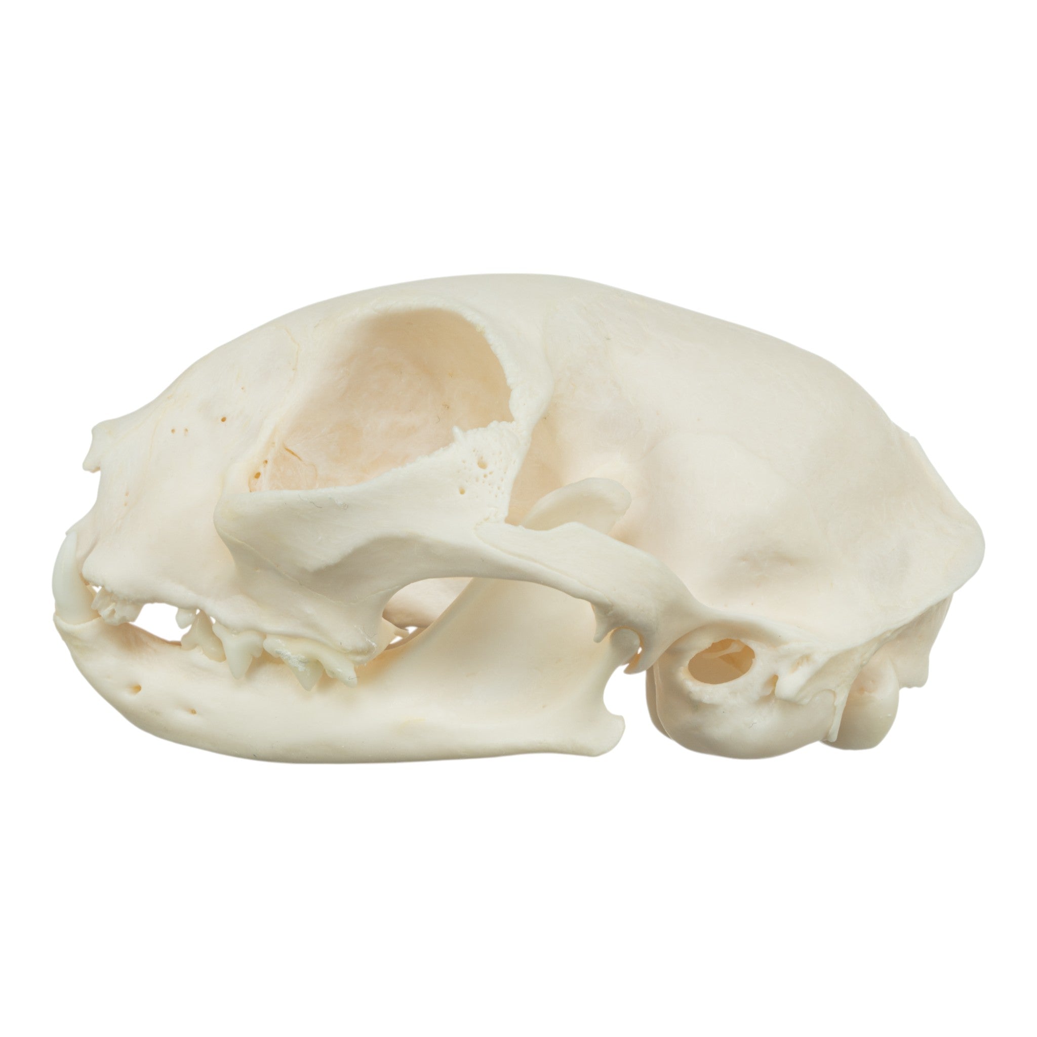 Authentic Domestic Cat Skull Specimen - Veterinary Pathology Study, Animal Anatomy Display & Halloween Decor