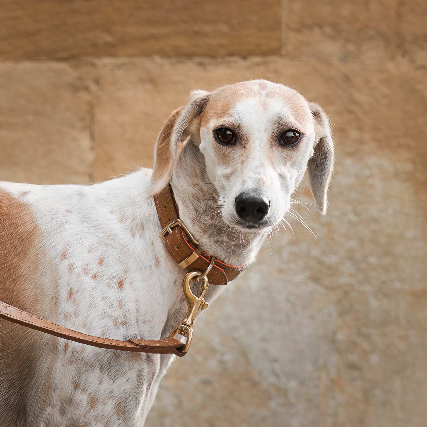 Premium Ostrich Leather Dog Collar - Tan & Orange - Handcrafted Luxury Pet Accessory by Lords & Labradors - Perfect for Daily Walks, Training & Stylish Outings