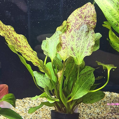 TCulture Echinodorus Ozelot Red Aquatic Plant in Pot - Perfect for Aquascaping, Fish Tanks & Freshwater Aquariums