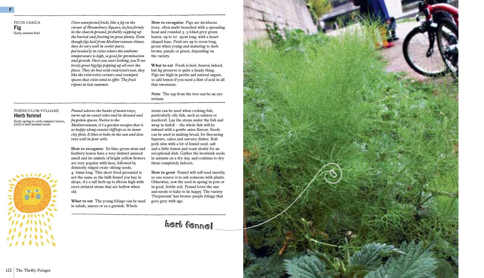 Thrifty Forager Guide: How to Live Off Your Local Landscape - Wild Edible Plants Identification & Sustainable Foraging Tips for Outdoor Survival and Homesteading