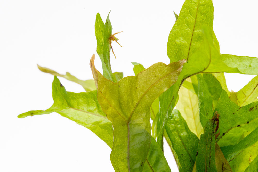 Microsorum Pteropus Gold Sparkle - Golden Java Fern Aquatic Plant for Freshwater Aquariums | Perfect for Fish Tanks, Aquascaping & Low-Light Aquarium Decor