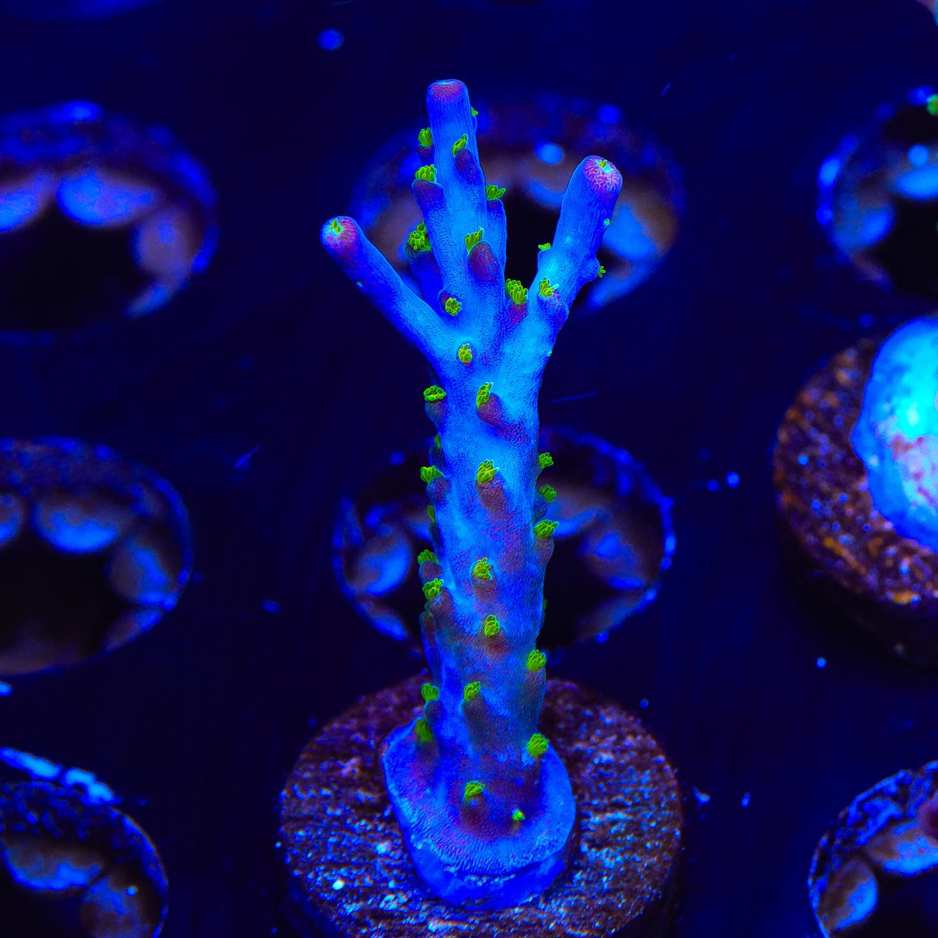 Garf Bonsai Acropora Coral - Premium Saltwater Aquarium Coral for Reef Tanks | Perfect for Marine Aquascaping and Coral Propagation