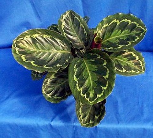 Calathea Medallion Prayer Plant - 4 Inch Live Houseplant for Home & Office Decor - Easy Care Indoor Plant for Low Light Spaces