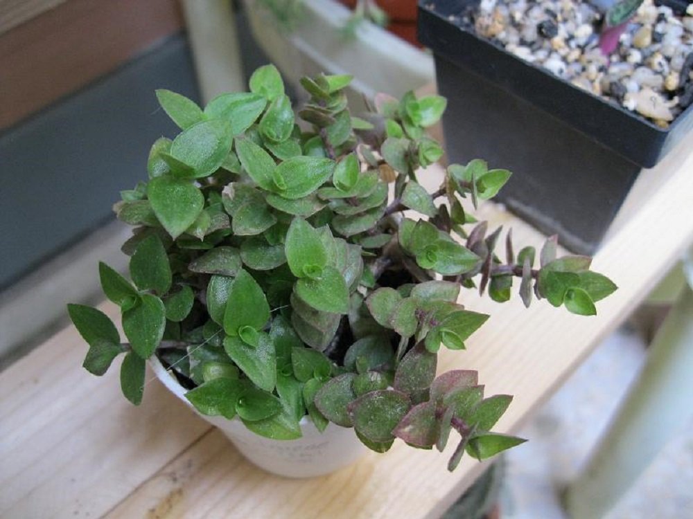 Tradescantia Minima Callisia Repens - Dwarf Wandering Jew Bolivian Chain Plant for Indoor Hanging Baskets & Terrariums