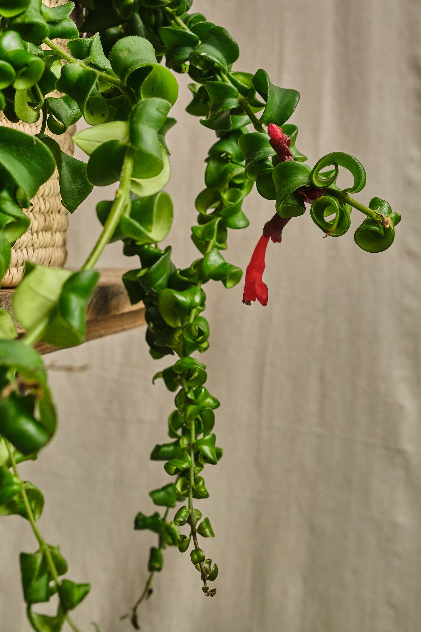 Lipstick Plant (Aeschynanthus Radicans) - Exotic Hanging Houseplant for Indoor Home & Office Decor - Perfect for Living Rooms, Bathrooms, and Balconies