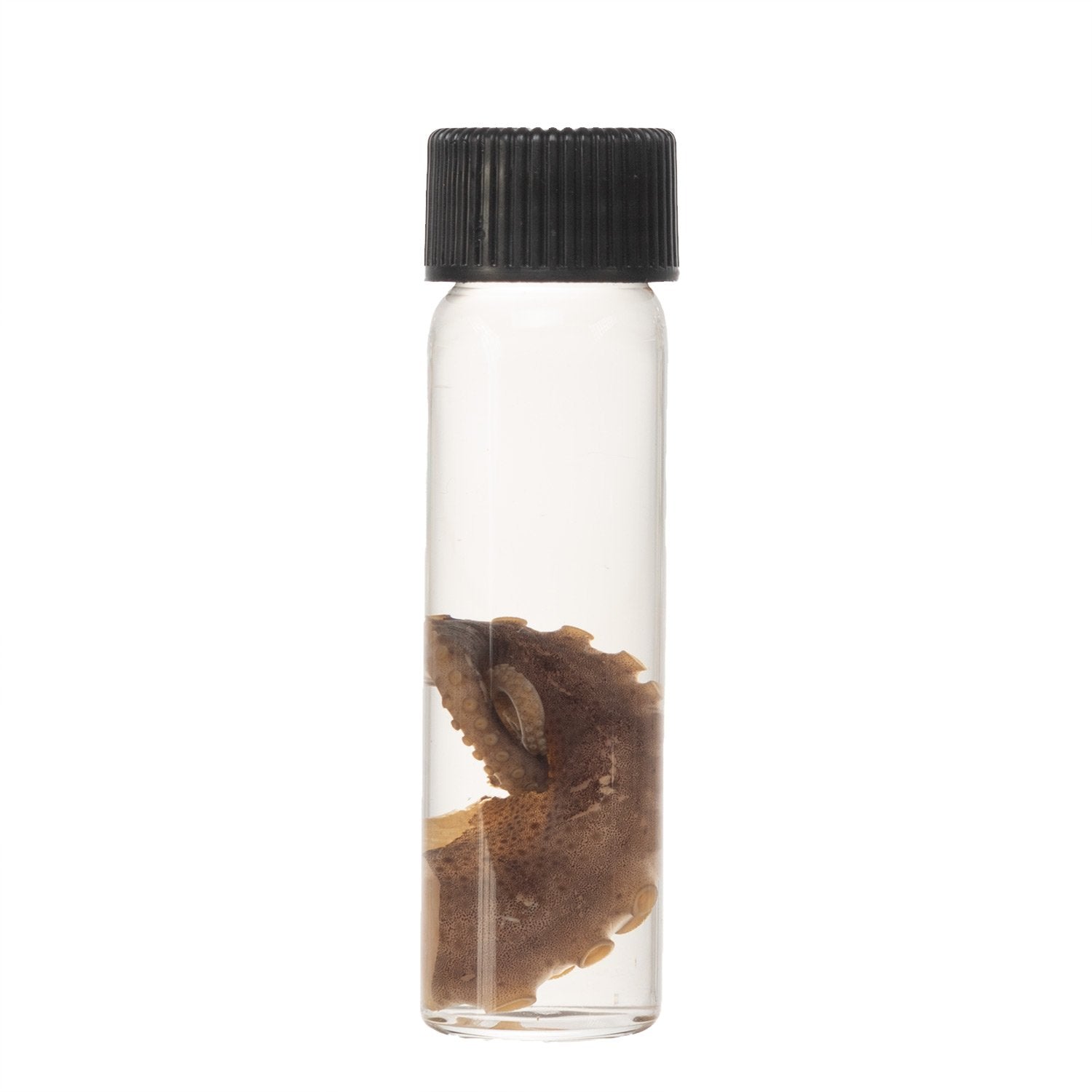 Authentic Real Tentacle Wet Specimen - Preserved Marine Biology Specimen for Science Education & Oddity Collectors | Perfect for Classroom Display, Gothic Decor & Curiosity Cabinets