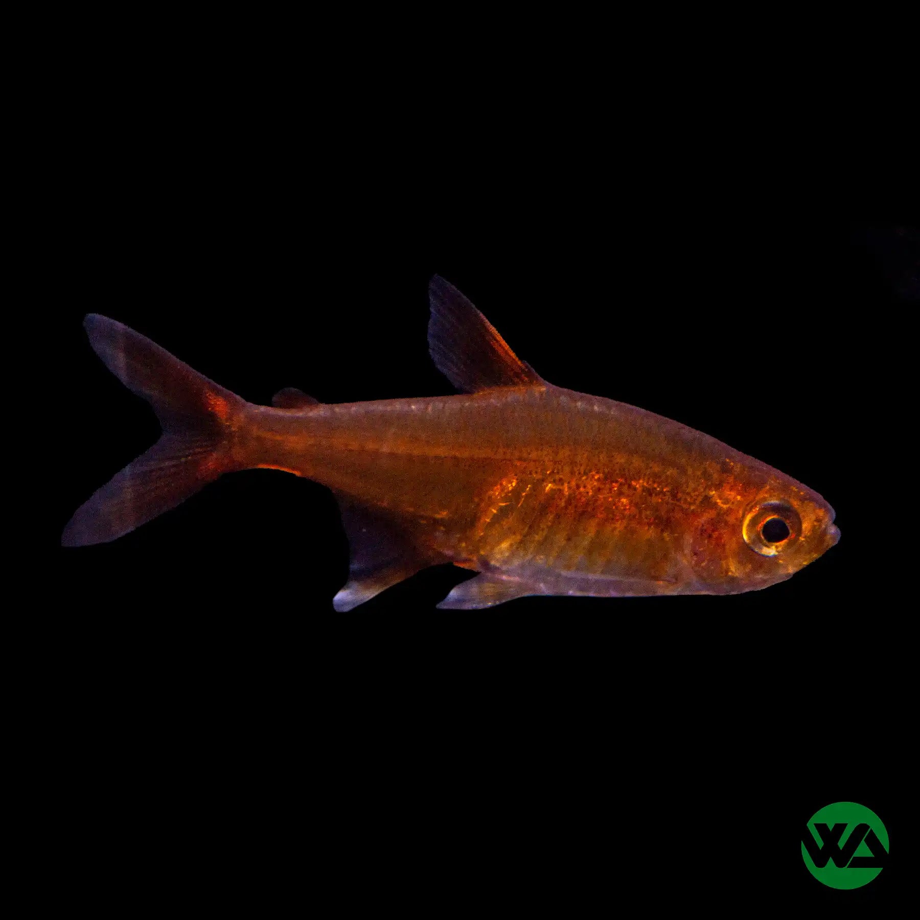Ember Tetra Fish (Hyphessobrycon amandae) - Vibrant Freshwater Aquarium Fish for Community Tanks & Planted Aquascapes