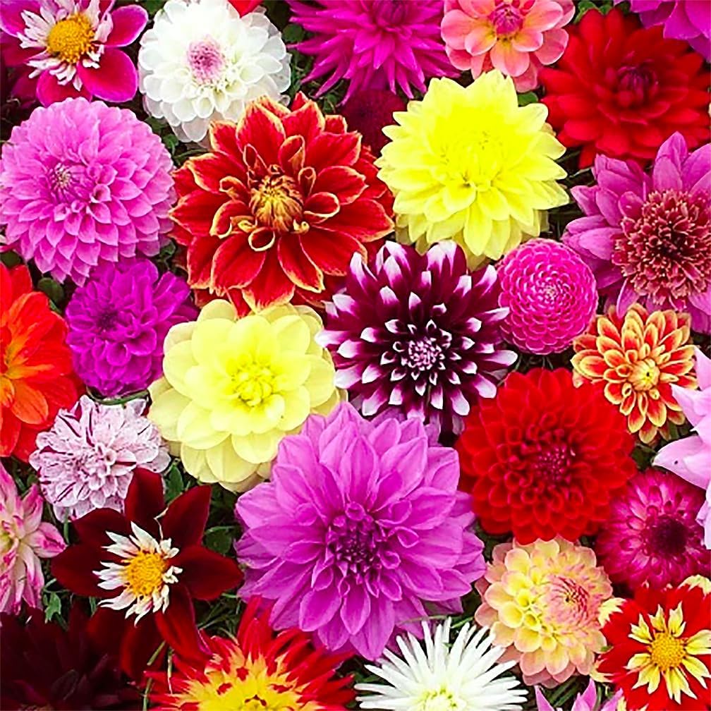 Thomas Edison Dahlia Bare Root Tuber - 5 Gallon Size, Vibrant Pink Blooms for Spring Planting 2025 | Perfect for Home Gardens, Landscaping & Floral Arrangements | Ideal for Borders, Containers & Cut Flower Displays