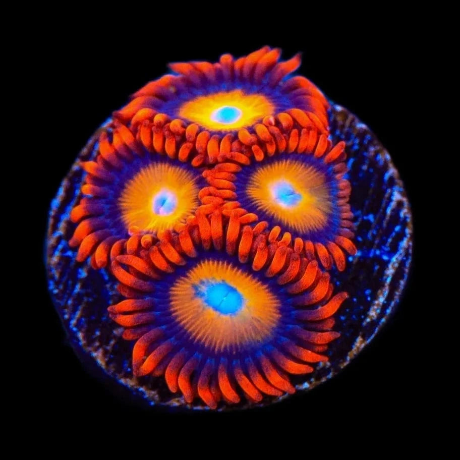 Premium Blue Eyed Blondie Zoanthids Coral for Saltwater Aquariums - Vibrant Reef Tank Decor & Marine Life Enhancement